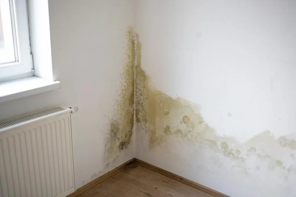 emergency-damp-plastering-repair